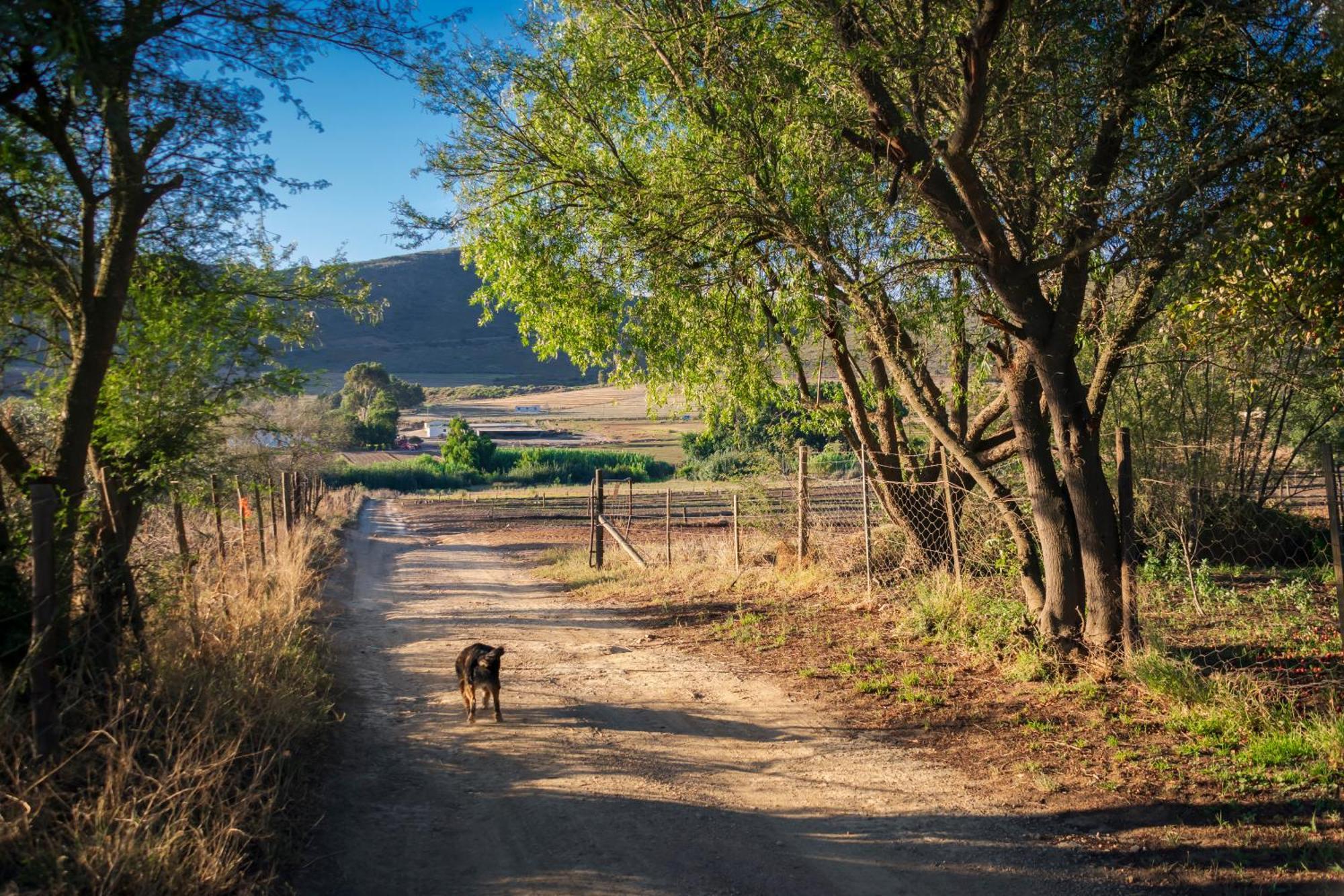 Blue Cow Barn - Boutique Farm Guest House Barrydale Exterior photo